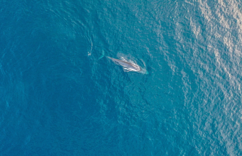 Blue whales in Tîmor-Leste