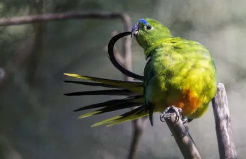 Orange-Bellied Parrot