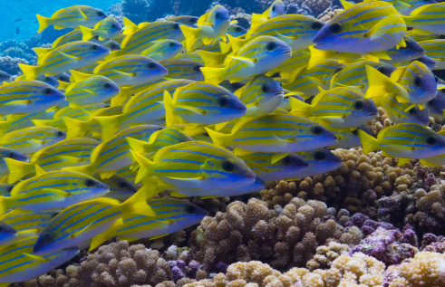 A new study from a team of international researchers has identified the value of coral reef connectivity to disperse marine species that rely on reefs for their survival.