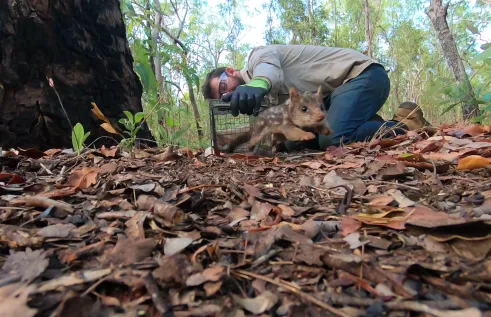 quolls