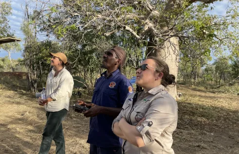 drone-survey-wallabies