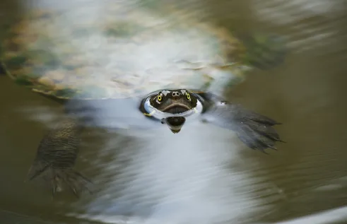 freshwater turtle