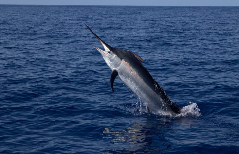 A new research project in the Northern Territory by Charles Darwin University’s (CDU) is set to track one of the world’s most iconic and sought-after sports fish, billfish. 