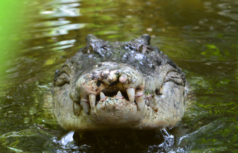 A change in diet could explain the recovery of saltwater crocodiles in Northern Australia.