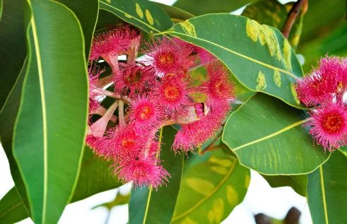 gum flowers