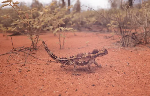 New study looking into the movement and social habits of the iconic Thorny Devils 