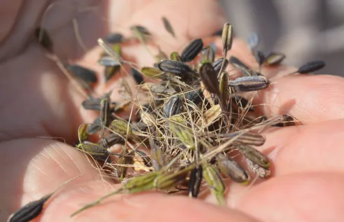 Charles Darwin University researchers have successfully harvested native rice this season, but make it a commercial crop requires more work.  