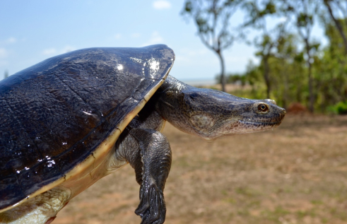 Front of turtle with head and leg extended from shell with bush in background