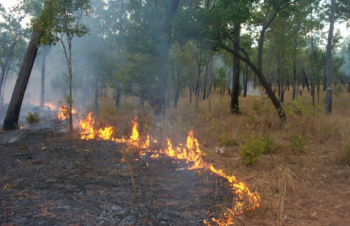 Low intensity ground fire burning in savanna bush