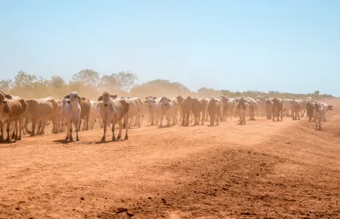 Charles Darwin University’s (CDU) newly introduced Research Institute of Northern Agriculture (RINA) will foster innovation and protect agriculture industries against biosecurity threats, such as Foot-and-Mouth Disease.