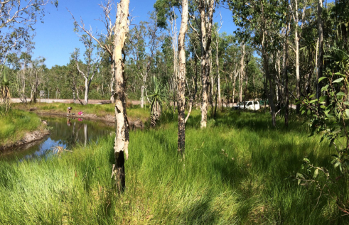 Waterway in open forest with dense green grass understory. Person in distance bending over collecting water samples