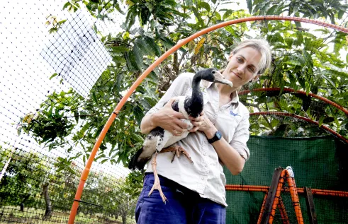 Magpie geese diet research