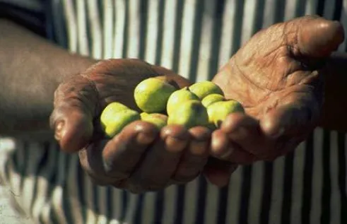 two hands holding about ten small light green fruits