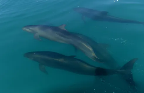 New Charles Darwin University (CDU) research into false killer whales in Northern Australia reveals that they are unique from their deep-water cousins.