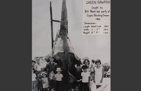 This is an image of a caught green sawfish 