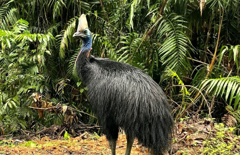 A Charles Darwin University (CDU) study revealed the southern cassowary remains an important disperses of rainforest plants in fragmented and urbanised landscapes. Picture: Mariana Campbell