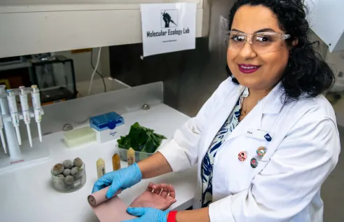 The studies by Charles Darwin University (CDU) Dr Elnaz Saki investigated the efficacy of Calophyllum inophyllum seed oil and Tinospora smilacina leaves water extract as alternative sources of wound healing medicine.