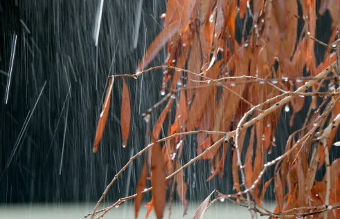 Rain over brown eucalyptus leaves