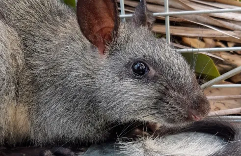 Grey rat with large ears - head and shoulders and part of tail. Cage mesh and dry leaves in the background