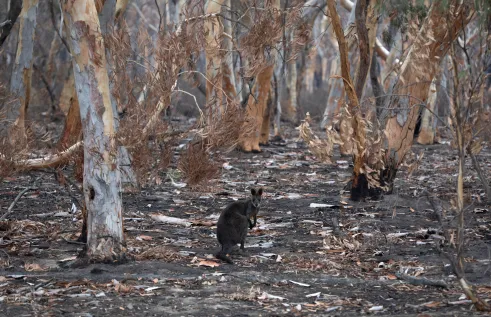 A review led by Charles Darwin University (CDU) on Australia’s environmental challenges calls for increased efforts to combat national biodiversity loss, before it is too late.