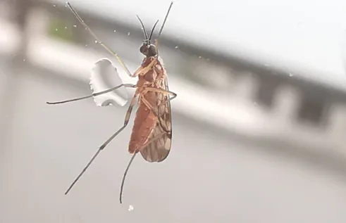 Researchers at Charles Darwin University’s (CDU) Research Institute for Northern Agriculture (RINA) will conduct a study into biting midges, an insect of concern, which can carry potentially deadly diseases that can affect Australian livestock