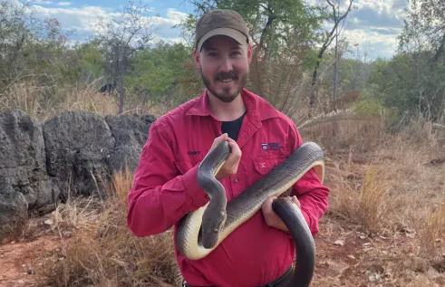 man holds olive python in bush