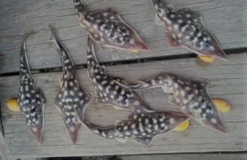 An international team of researchers have joined a collaborative fieldwork program in the Riau Islands of Indonesia to learn more about the critically endangered Clown Wedgefish. Photo Credit: Zaidi