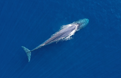 Charles Darwin University (CDU) researchers predict blue whales will get some relief under El Nino and climate conditions this year.