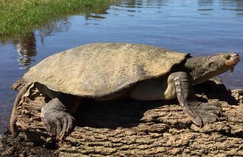 Charles Darwin University’s (CDU) Research Lecturer, Dr Marina Campbell has led a 15-year collaborative community research program focused on saving the Mary River Turtle from extinction. Photo credit; Marilyn Connell.