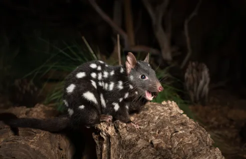 Animal with dark fur with scattered white spots, pointy nose, and open mouth showing two sharp fangs in the bottom jaw. Standing on rough timber