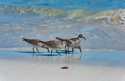 Four birds with mottled grey feathers and moderately long beaks, on wet sand near the water's edge. Two of them are pecking at the sand