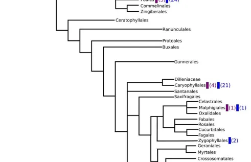 Family tree of some plants from APG