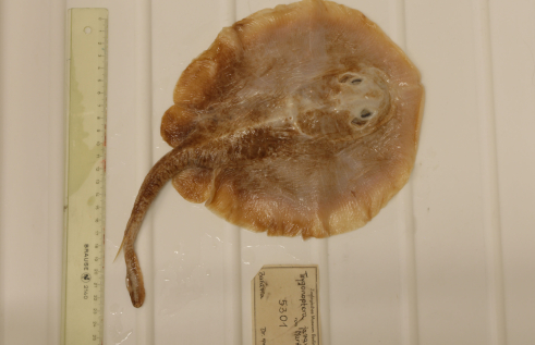 The IUCN has declared the first ever marine fish extinct after an assessment led by Charles Darwin University (CDU) experts. Photo: The Java Stingaree specimen. Photo credit: Edda Aßel, Museum für Naturkunde Berlin. 