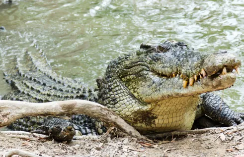 The study explored where saltwater crocodiles caught in Darwin Harbour had migrated from. 