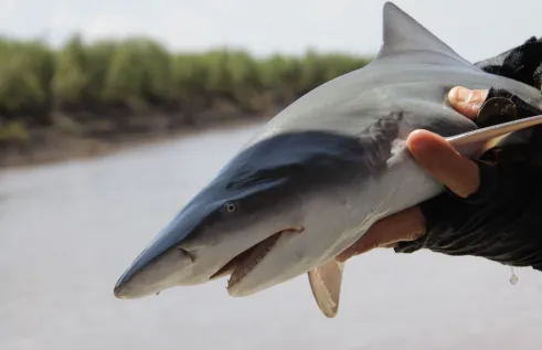 A new collaborative project sees Charles Darwin University (CDU) researchers join fishing industry experts and fisheries managers across the Northern Territory, Western Australia, and Queensland, to investigate mitigation strategies for threatened ray and shark bycatch in commercial net fisheries. Photo credit Grant Johnson