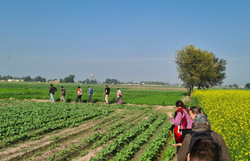 Students and experts walk among rows of crops during the India Field Intensive in December 2023. 
