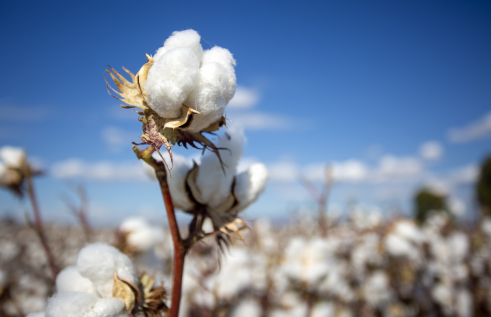 Researchers at Charles Darwin University (CDU) will collaborate with scientists from the Department of Industry, Tourism and Trade (DITT) to investigate water use patterns and the efficiency of the Territory’s rain-fed cotton crops. 