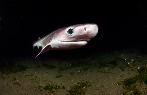 A new paper co-authored by CDU researcher Dr Peter Kyne has been published in the journal Science discussing the plight of deepsea sharks. Photo Bluntnose Sixgill Shark (Hexanchus griseus) off Puget Sound, United States. Photo Credit: Greg Amptman
