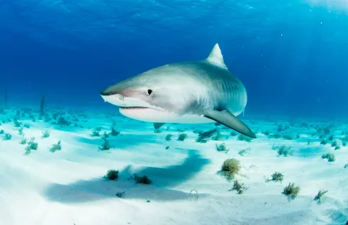A paper with Charles Darwin University has highlighted the need for a science-based approach to shark conservation in Brazil’s Marine Protected Areas.