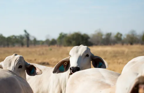 Sustainable pastoral system - RINA banner