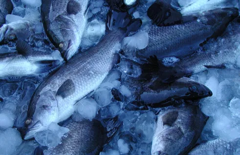 Tropical aquaculture banner