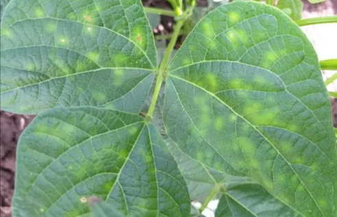 Tropical biosecurity - RINA banner