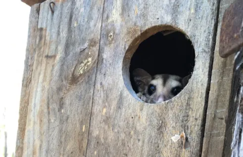 Savanna gliders were one of the most frequent users of the nestboxes monitored during the study. 