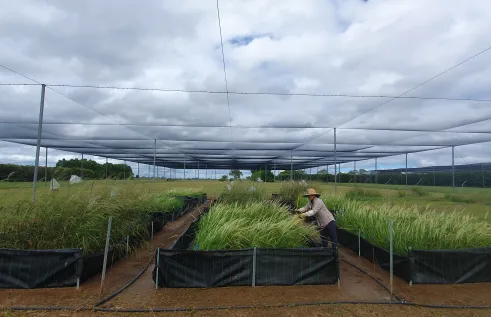 Person in hat and long sleeved grey shirt tending grass-like plants in large rectangular enclosures underneath large shade cloth awning, with cloudy sky. Trees in the distance