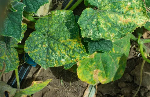 Close up of cucurbit-type leaves with orange patches on them