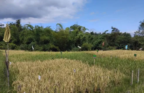 Charles Darwin University (CDU) researchers are working with the Timor-Leste agriculture community to help increase on-farm labour productivity.