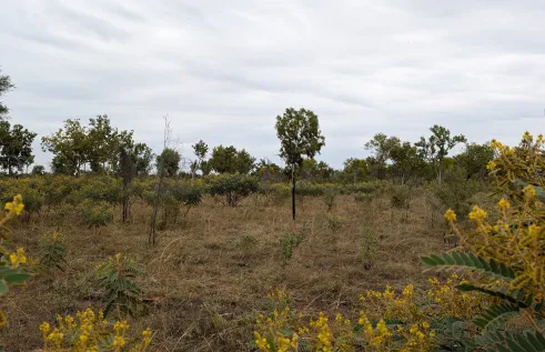Grasses and shrubs are seen across a landscape. Photo: Glen Shannon