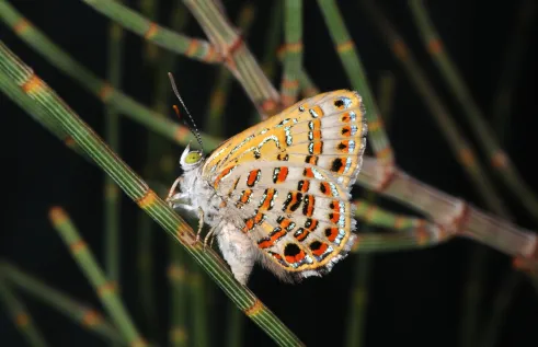 The Bulloak Jewel (Hypochrysops piceatus) butterfly. Butterflies, bees and beetles are groups of insects at risk. Picture: Michael Braby
