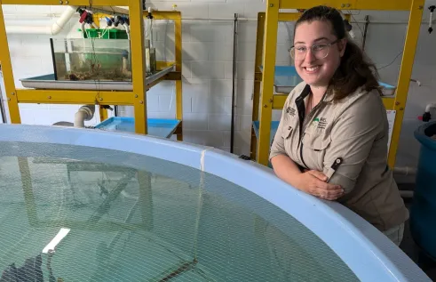 person leaning on side of large blue circular tank containing water with three large wedgefish at the bottom of the tank