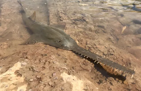 sawfish in shallow water on mud